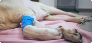 Humane euthanasia for pets