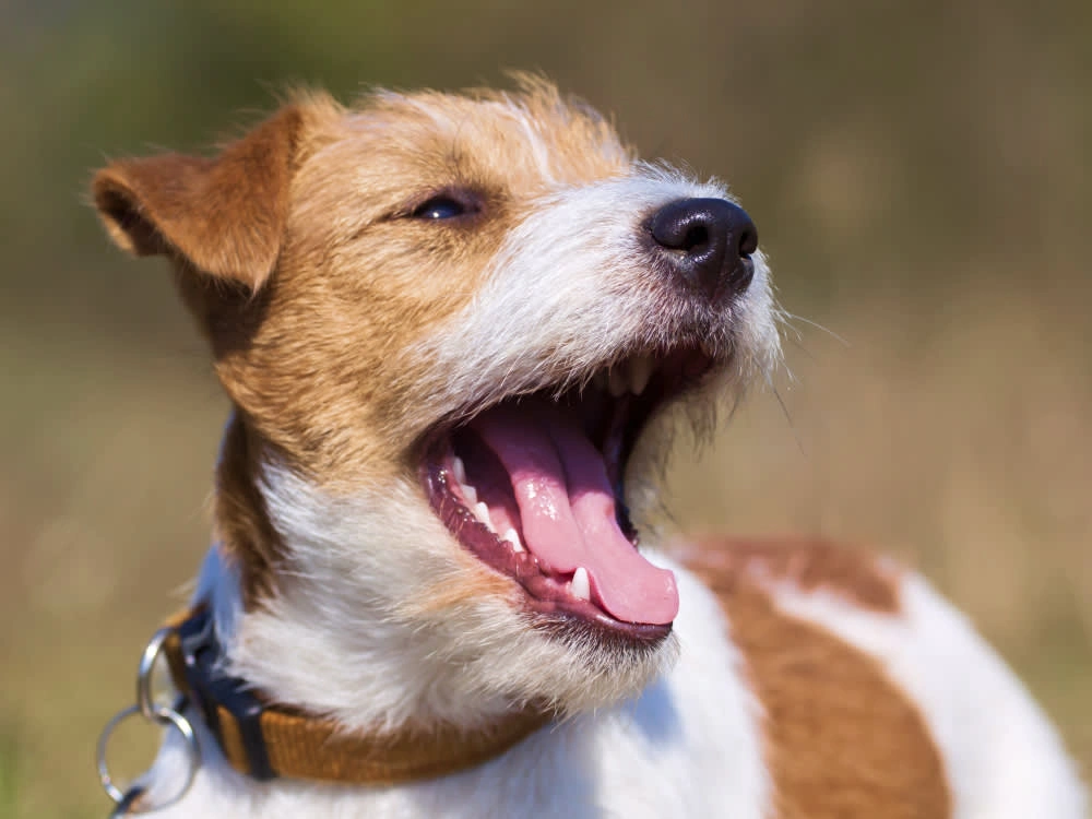 How to Prevent Tartar in Dogs for Long-Term Wellness