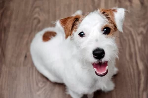 how to prevent tartar in dogs